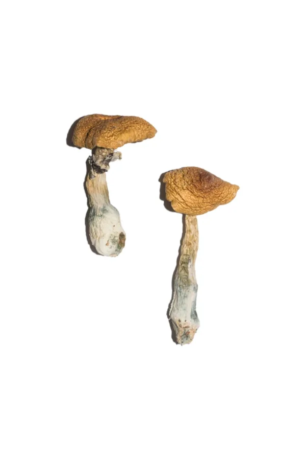 Penis Envy 6 PE6 Magic Mushrooms 1