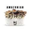 magic mushroom grow kit pes amazon by mondo