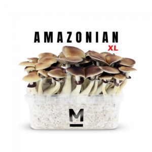 magic mushroom grow kit pes amazonian xl by mondo