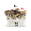 magic mushroom grow kit b xl by mondo