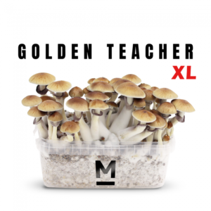 magic mushroom grow kit golden teacher xl by mondo