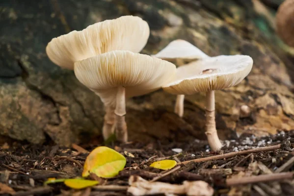 magic mushroom strains