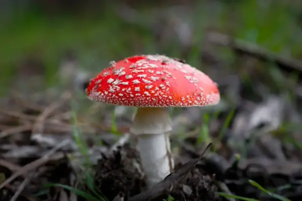 texas magic mushrooms